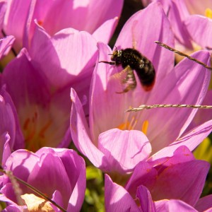 Favorite flowers